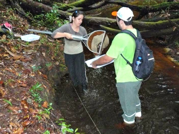 Pesquisadores do Inpa em coleta de campo dos insetos aquáticos no Amazonas (Foto: Divulgação)