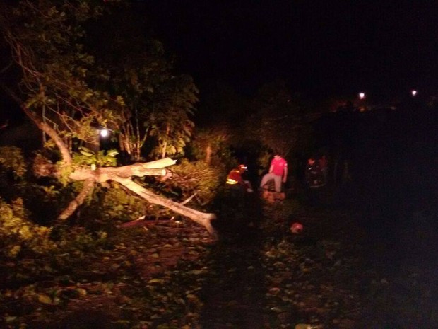 Árvores caíram durante temporal (Foto: Bombeiros Voluntários de São Francisco do Sul/Divulgação)