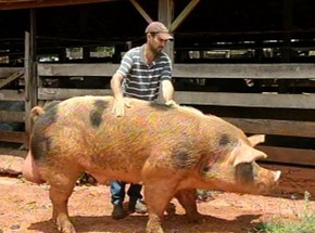 Porco Gigante De 450 Kg Vira Atracao De Sitio No Interior De Sp Rio Preto E Aracatuba G1 O nilo é uma artéria vital para os muitos países que atravessa. g1 globo
