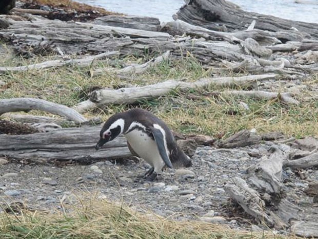 Pinguim na pinguineira de Punta Arenas, no Chile (Foto: Eduardo Carvalho/G1)