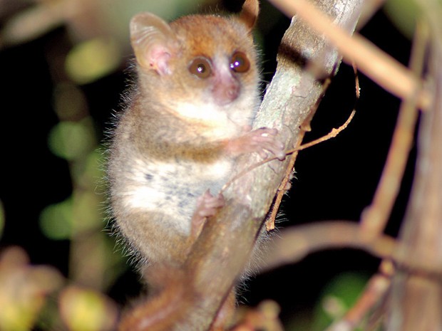 Lêmure rato de Berthe, espécime descoberta em 2000 na ilha de Madagascar, é considerada em extinção (Foto: WWF)
