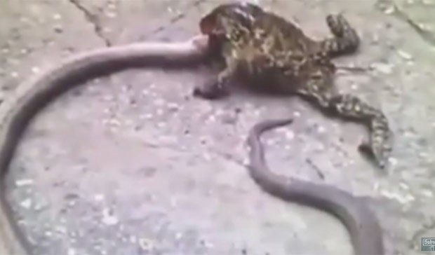 Vídeo surpreendente mostra sapo enorme tentando devorar cobra de quase 1 metro (Foto: Reprodução/LiveLeak/TwistedLogic )