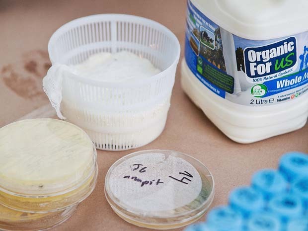 A produção deste queijo utilizou bactérias retiradas da axilas (armpit, em inglês)  (Foto: GROW YOUR OWN...LIFE AFTER NATURE at Science Gallery at Trinity College Dublin)