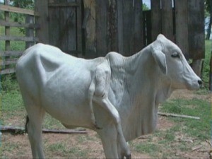 Vaca nasceu com duas patas a mais e é saudável (Foto: Reprodução/TV Rondônia)