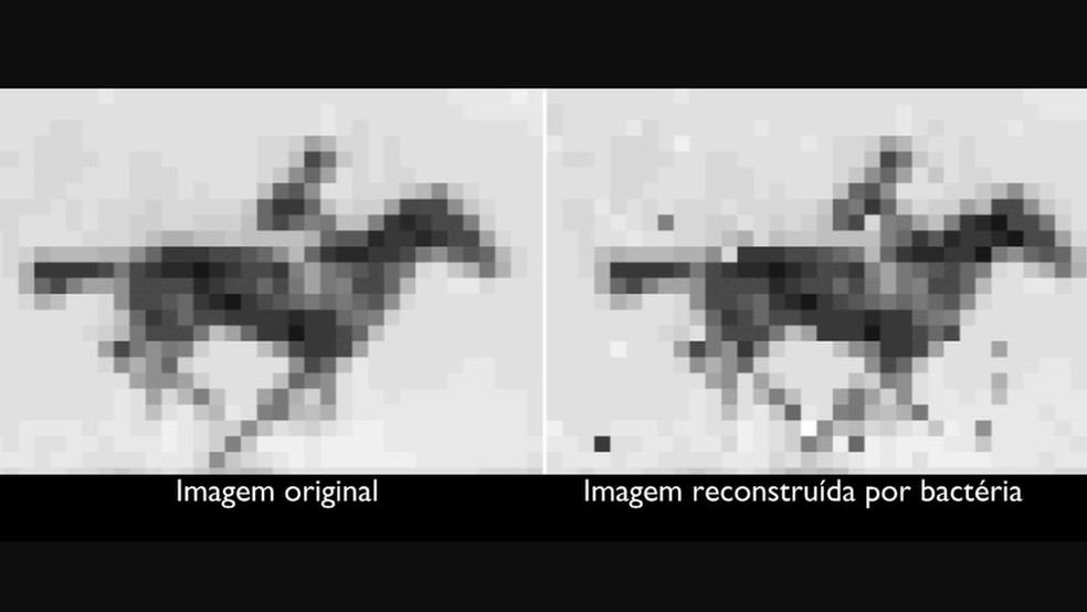  Cientistas americanos inseriram um gif - cinco quadros de um cavalo correndo - no DNA de uma bactéria  (Foto: NIH/NATIONAL INSTITUTE OF MENTAL HEALTH)