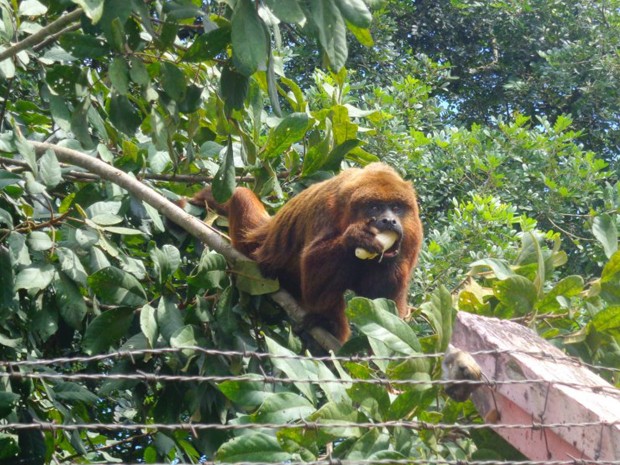 Moradores alimentam macaco que fugiu de zoológico. (Foto: Fátima Beneton)