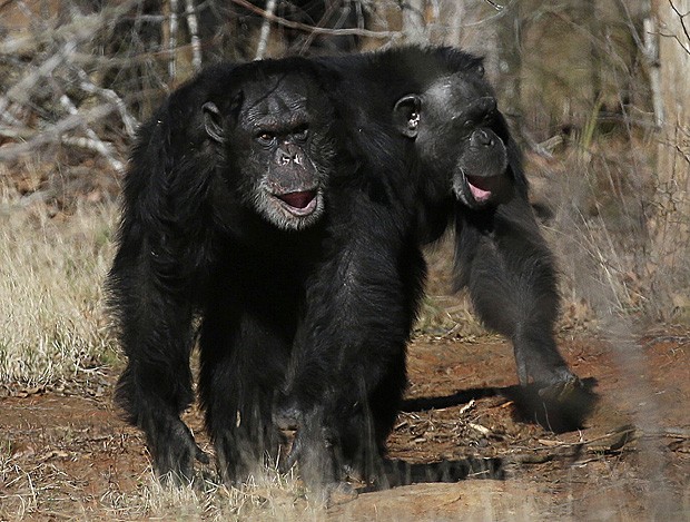 Chimpanzés no santuário de animais Chimp Haven, na Louisiana (Foto: Gerald Herbert/AP)