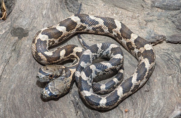 O fotógrafo Jason Talbott conseguiu capturar uma imagem inusitada: uma cobra de duas cabeças, que encontrou no Kansas, Estados Unidos (Foto: Jason Talbott/Caters News)