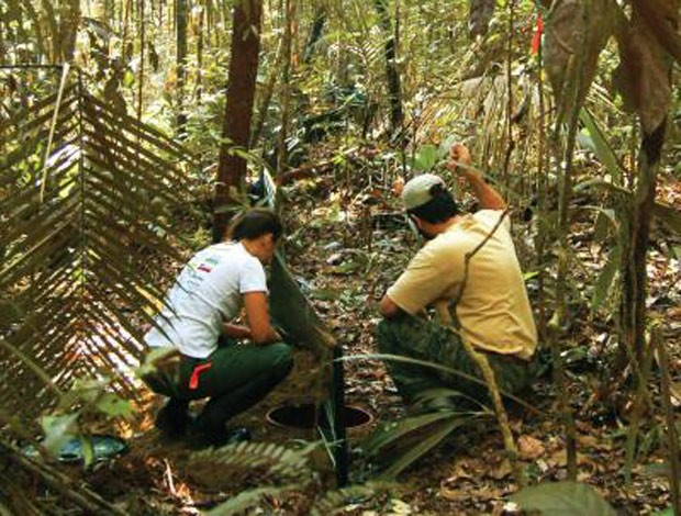  Pesquisadores Larissa Gaigher e Yuri Leite vefificam armadilha instalada na Floresta Nacional do Rio Preto, onde exemplares do 'Chiasmocleis quilombola' foram coletados Pesquisadores Larissa Gaigher e Yuri Leite vefificam armadilha instalada na Floresta Nacional do Rio Preto, onde exemplares do 'Chiasmocleis quilombola' foram coletados (Foto: João F. R. Tonini/Divulgação )
