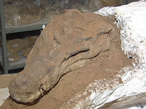 Fóssil de réptil de 90 milhões de anos é encontrado em Campina Verde, MG (Foto: Reprodução/TV Integração)