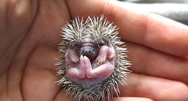 Quando nascem, os porcos-espinhos têm espinhos maleáveis (Foto: Beatriz Pacheco/onebigphoto.com)