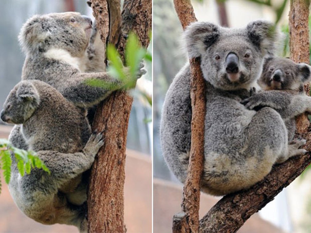 Filhote de coala não desgruda da mãe em centro de preservação australiano (Foto: Torsten Blackwood/AFP)