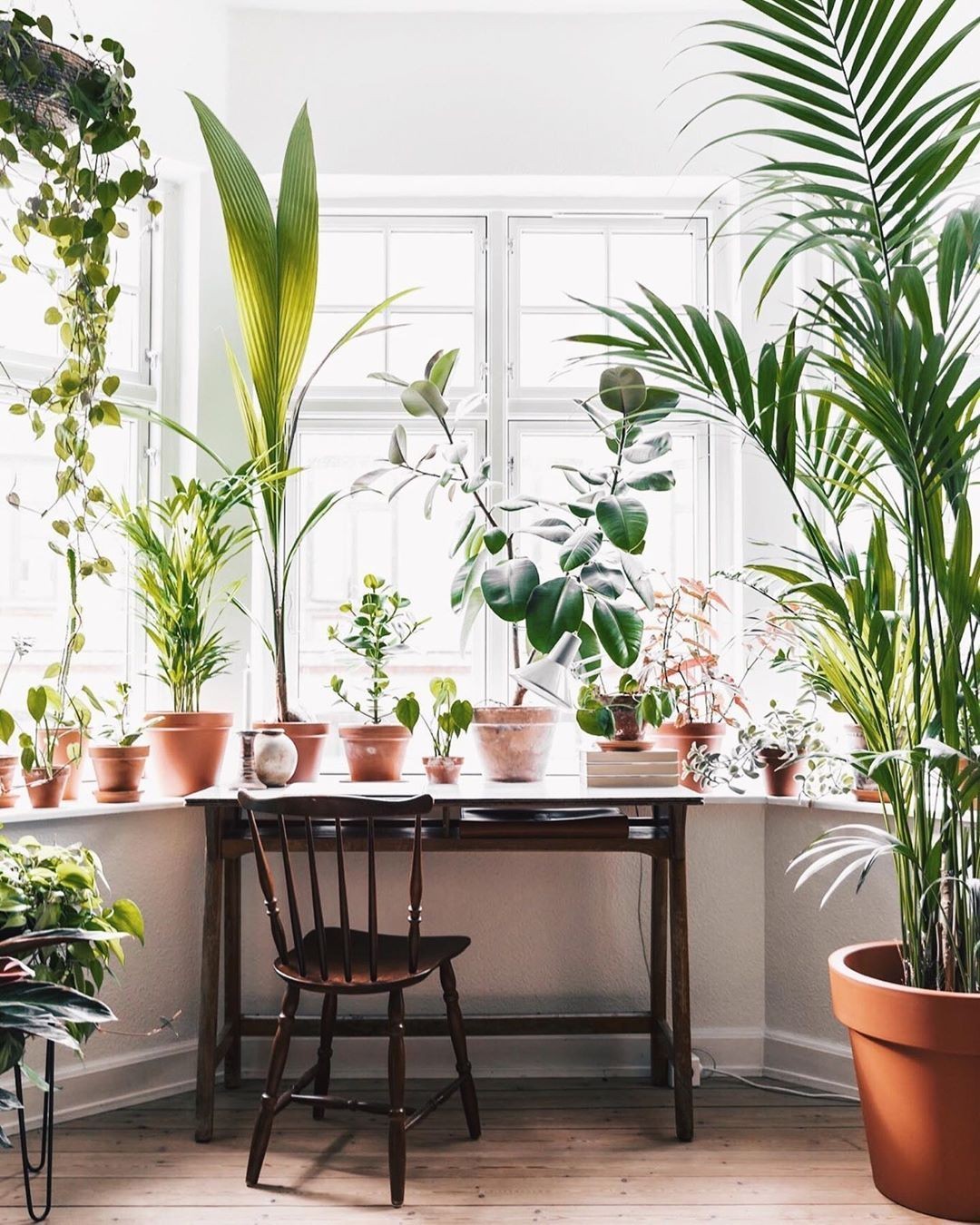 5 plantas que atuam como inseticidas naturais (Foto: Reprodução/Instagram @urbanjungleblog)