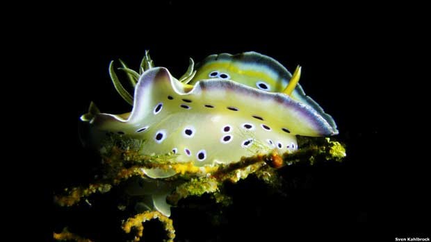 Bióloga especialistas nas criaturas marinhas introduz grande variedade de espécies de moluscos marinhos. (Foto: BBC)