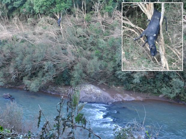 Búfalo encontrado preso a uma árvore foi arrastado pela correnteza do Rio Capanema por cerca de 15 km (Foto: Danclei Klinibing / Portal Tri)