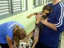 Filhote de cão é adotado após ter queimaduras de 2º grau em Campinas Filhote de cão é adotado após ter queimaduras de 2º grau em Campinas