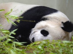 Panda Tian Tian, com sinais de gravidez, dorme no zoológico de Edimburgo.  (Foto: Reuters/Russell Cheyne)