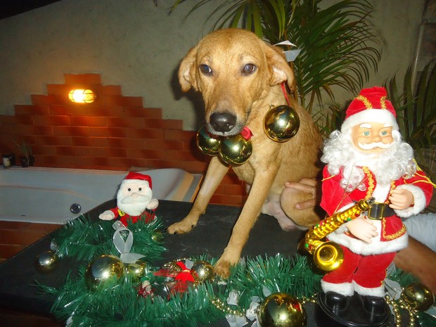 Lucas é um dos cães que procura um lar. (Foto: Zezé Rodrigues) Lucas é um dos cães que procura um lar. (Foto: Zezé Rodrigues)