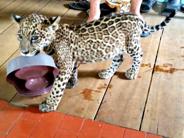 Onça era criada como gatinho pela família no interior do Acre (Foto: Divulgação/Polícia Militar) Onça era criada como gatinho pela família no interior do Acre (Foto: Divulgação/Polícia Militar)