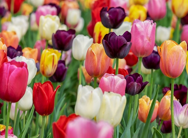 A tulipa apresenta diversas variedades de cores: roxo, rosa, branco, vermelho e laranja são alguns dos tons (Foto: Pixabay/Couleur/CreativeCommons)