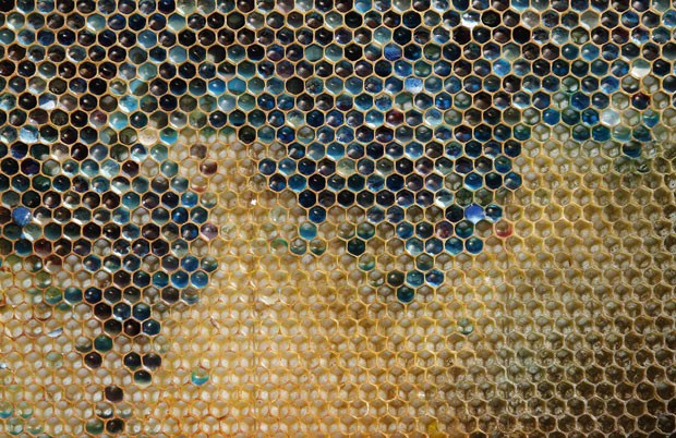 Apicultores acreditam que o mel colorido tenha relação com produtos químicos liberados no ar  (Foto: Vincent Kessler/Reuters)