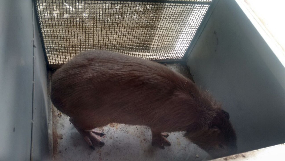 Animal foi levado pela Companhia Independente de Policiamento do Meio Ambiente para o Cetas (Foto: Reprodução/WhatsApp)
