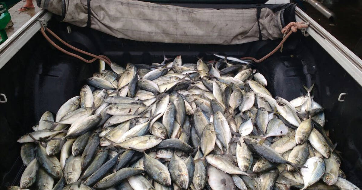 Polícia Ambiental apreende 89 quilos de peixes em Ilhabela, SP - Globo.com