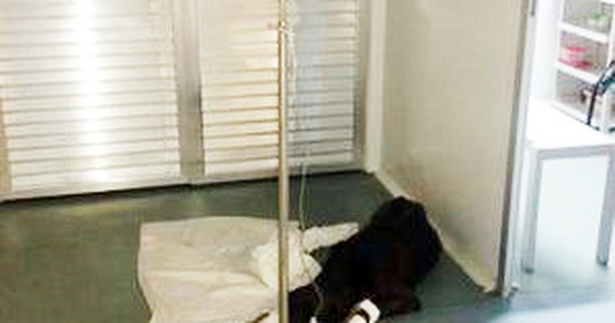 G1 - Foto de cão tomando soro em hospital de Guarujá, SP, gera polêmica