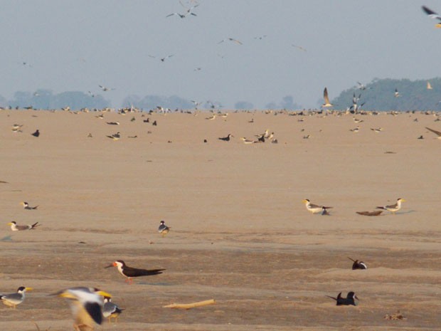 Imagem de colônia reprodutiva em praia do Rio Solimões. Até 17 mil ovos podem ser encontrados em locais como esse (Foto: Divulgação/Bianca Bernardon)