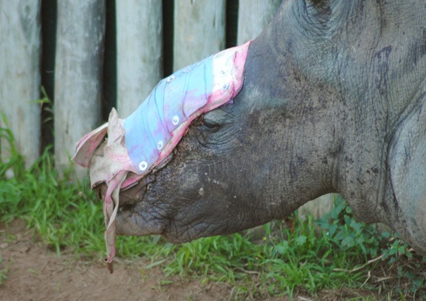  Rinoceronte Hope passou por cirurgia e recebeu prótese depois que caçadores arrancaram seu chifre, provocando um enorme ferimento no rosto  (Foto: Suzanne Boswell Rudham/Saving the Survivors via AP)