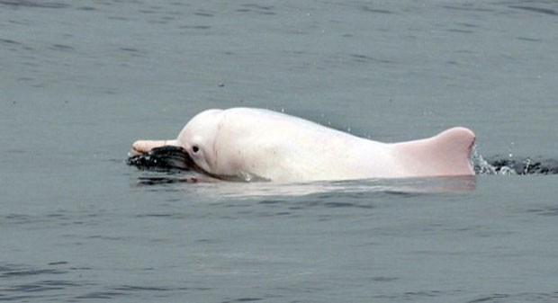 Poluição, aumento do tráfego marítimo, pesca excessiva e desenvolvimento costeiro ameaçam esta espécie de golfinho asiático (Foto: Laurente Fievet/AFP)