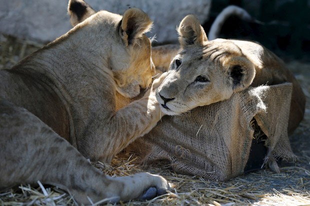 Lees viviam como animais de estimao em campo de refugiados em gaza (Foto: Reuters/Muhammad Hamed)