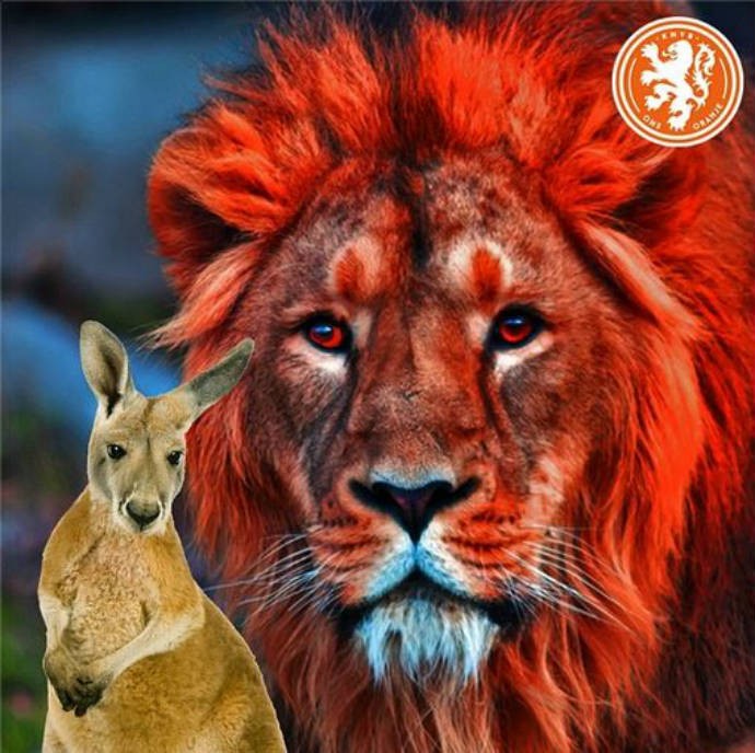 Leão holandês fica de olho em canguru