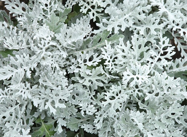 Senecio douglassi, ou cinerária tem folhas prateadas com textura aveludada  (Foto: Getty Images/iStockphoto)