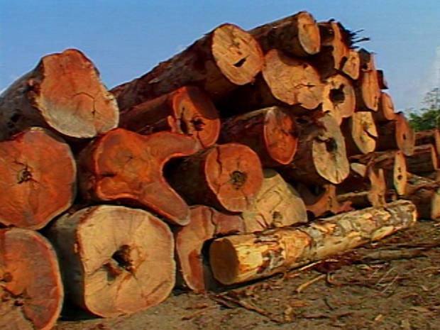 Assentados denunciam extração ilegal de madeira em Anapú, no Pará (Foto: Reprodução / TV Liberal)