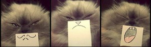 Máscara de careta em gatos vira hit na web (Reprodução/Imgur/thisishappening)