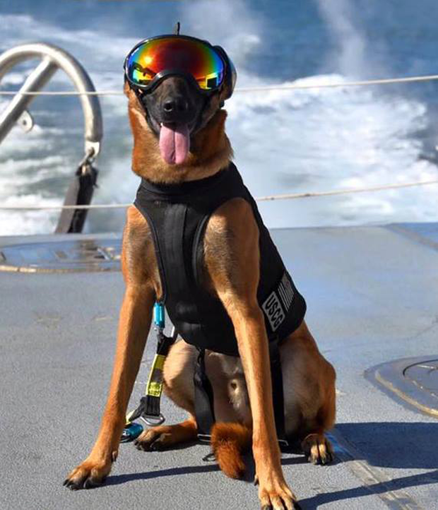 Cães da Guarda Costeira dos EUA usam óculos 'estilosos' em treino (Foto: U.S. Coast Guard Maritime Safety & Security Team/Facebook) Cães da Guarda Costeira dos EUA usam óculos 'estilosos' em treino (Foto: U.S. Coast Guard Maritime Safety & Security Team/Facebook)
