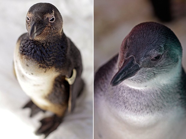 Pinguins 2 (Foto: Schalk van Zuydam/AP)