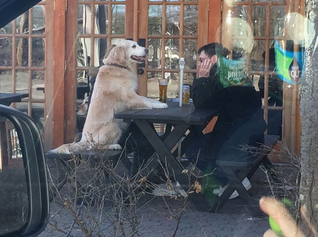 Foto de dono e cão sentados em bar de NY virou hit na web (Foto: Reprodução/Reddit/stevie_v) Foto de dono e cão sentados em bar de NY virou hit na web (Foto: Reprodução/Reddit/stevie_v)