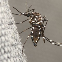 Os casos de dengue aumentaram 234,2% em relação ao mesmo período do ano passado (Foto: Thinkstock)