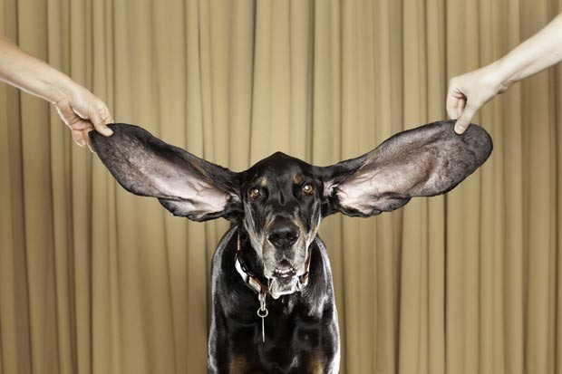 O cão chamado ‘Harbor’ tem as orelhas caninas mais longas do mundo. A orelha esquerda de ‘Harbor’ mede 31,11 centímetros, enquanto a direita tem 34,29 centímetros. (Foto: AP)