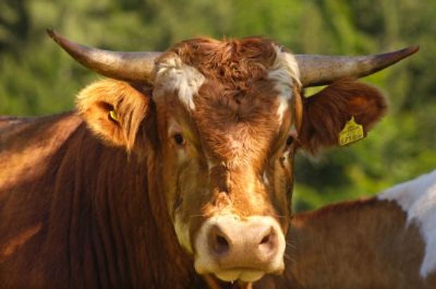 Touro atacou veterinário e evitou castração na Áustria (Foto: Foto Ilustrativa/Arquivo)