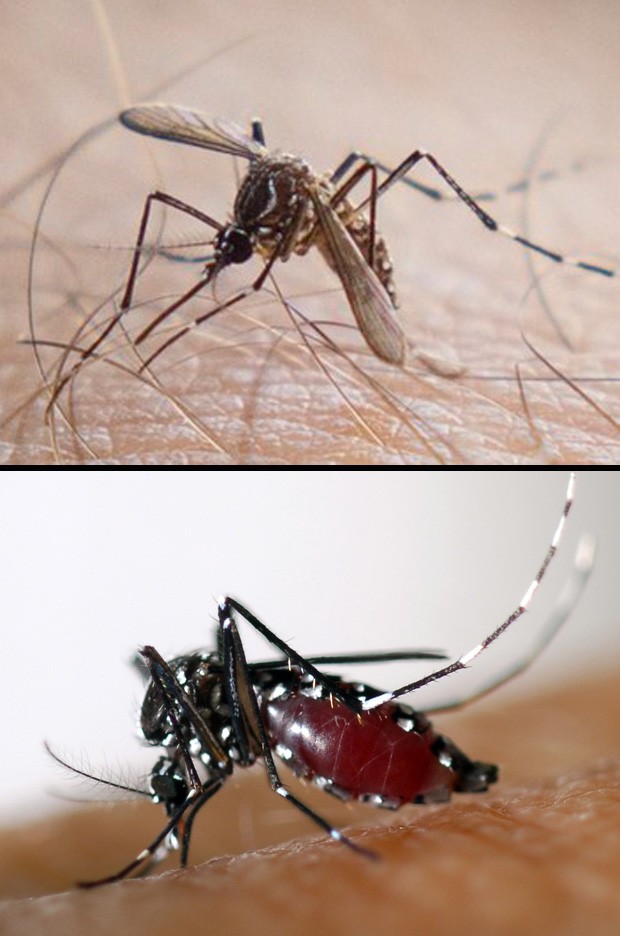 Vírus chikungunya é transmitido por mosquitos Aedes aegypty (no alto) e  Aedes albopictus (Foto: Douglas Aby Saber/Fotoarena-AFP Photo/EID Mediterranee)