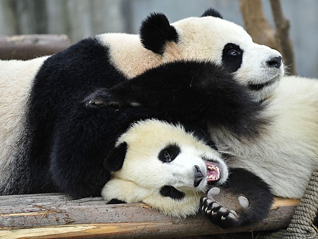 Pandas (Foto: Reuters)