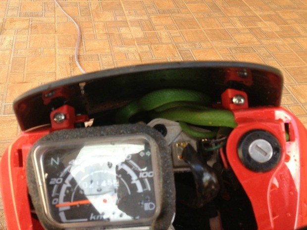 Cobra, que tem cor verde, dentro da motocicleta (Foto: Leile Ribeiro/G1)