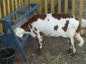 Bode da espécie Savana veio da África e custa R$ 6 mil (Foto: Rafael Melo/G1)