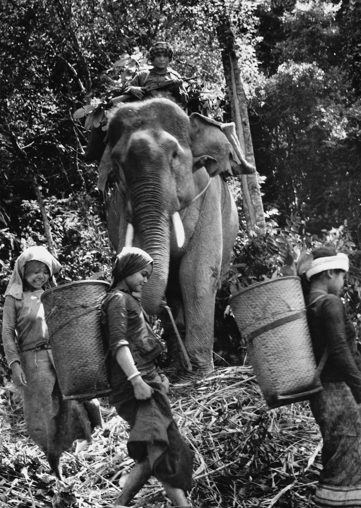 1971 - Guerrilheiros de Laos, país vizinho ao Vietnã, transportavamm alimentos e armas em elefantes (Foto: Divulgação)