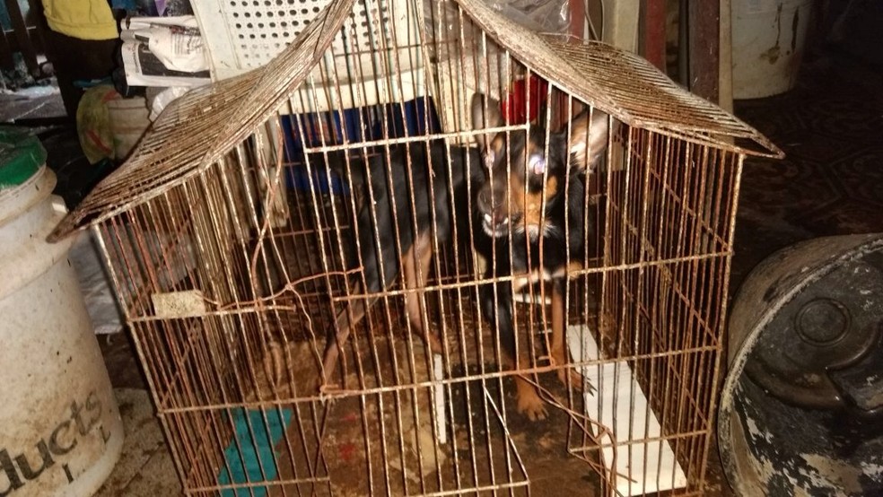 Animais engaiolados estavam no quarto da idosa de 66 anos, encontrada morta em João Pessoa (Foto: Divulgação/Polícia Civil)