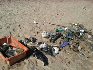 pinguis sao encontrados mortos em buzios (Foto: Mônica Cunha/ Inter TV)