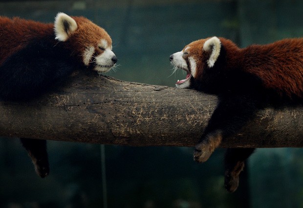 Panda-vermelho boceja para colega enquanto descansam em galho no zoológico de Pequim, na China (Foto: Mark Ralston/AFP)